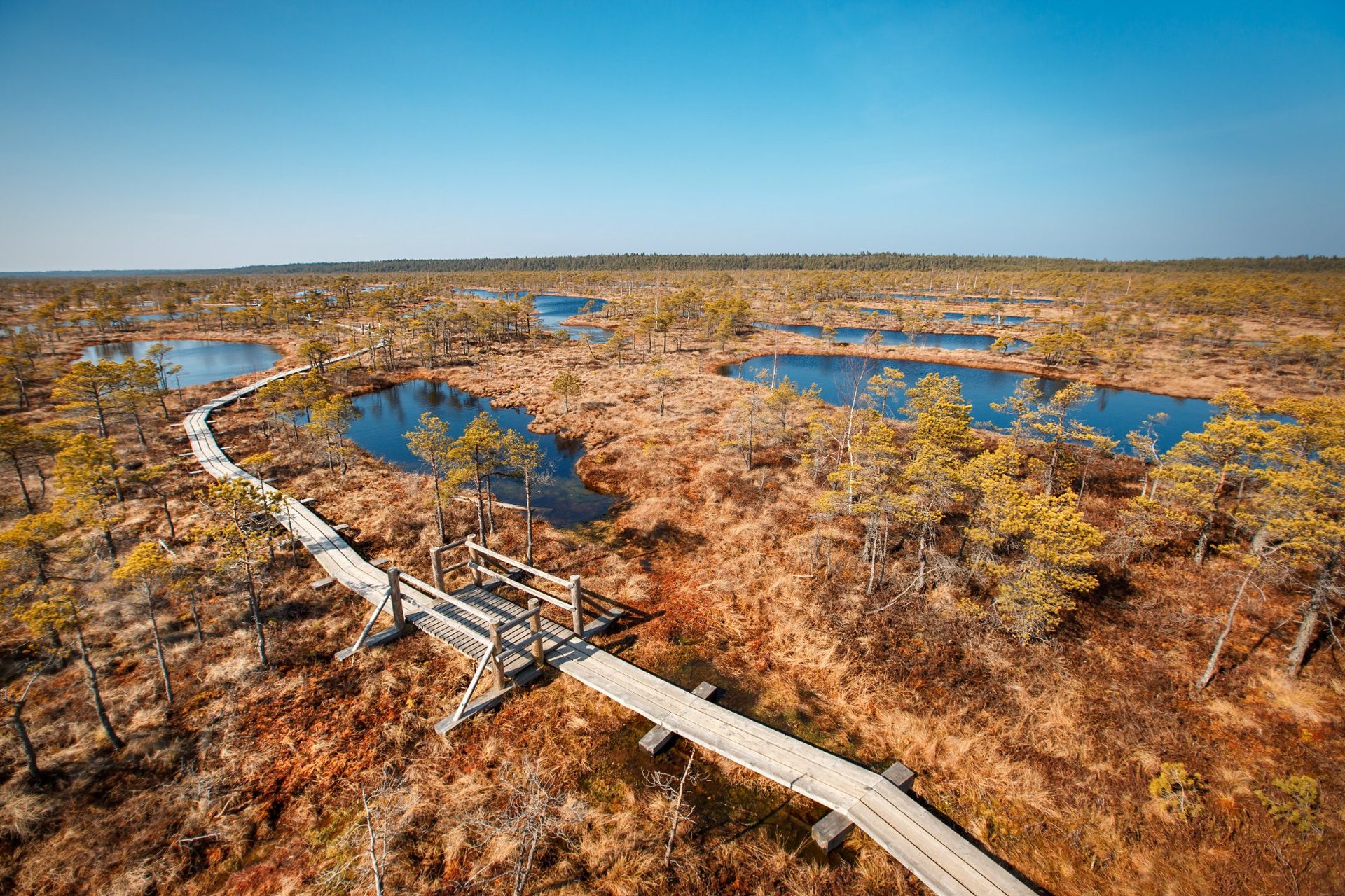 Aerial view of the Great Ęemeri Bog boardwalk winding past mirror-dark pools