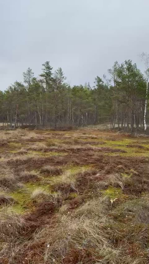 Bog Pool Water Clarity in Ķemeri