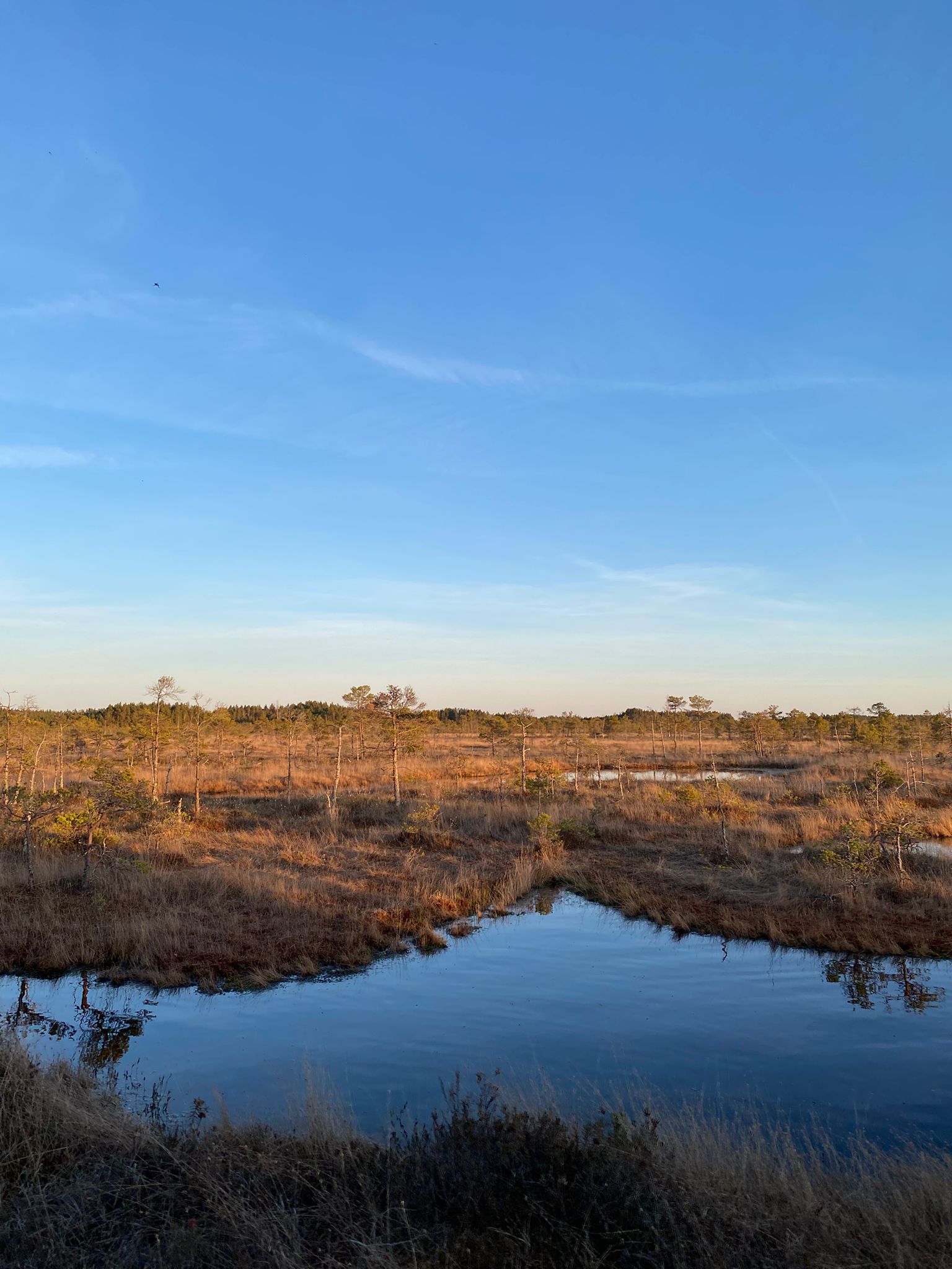 Sunset clouds reflected across the open bog pools in Ķemeri