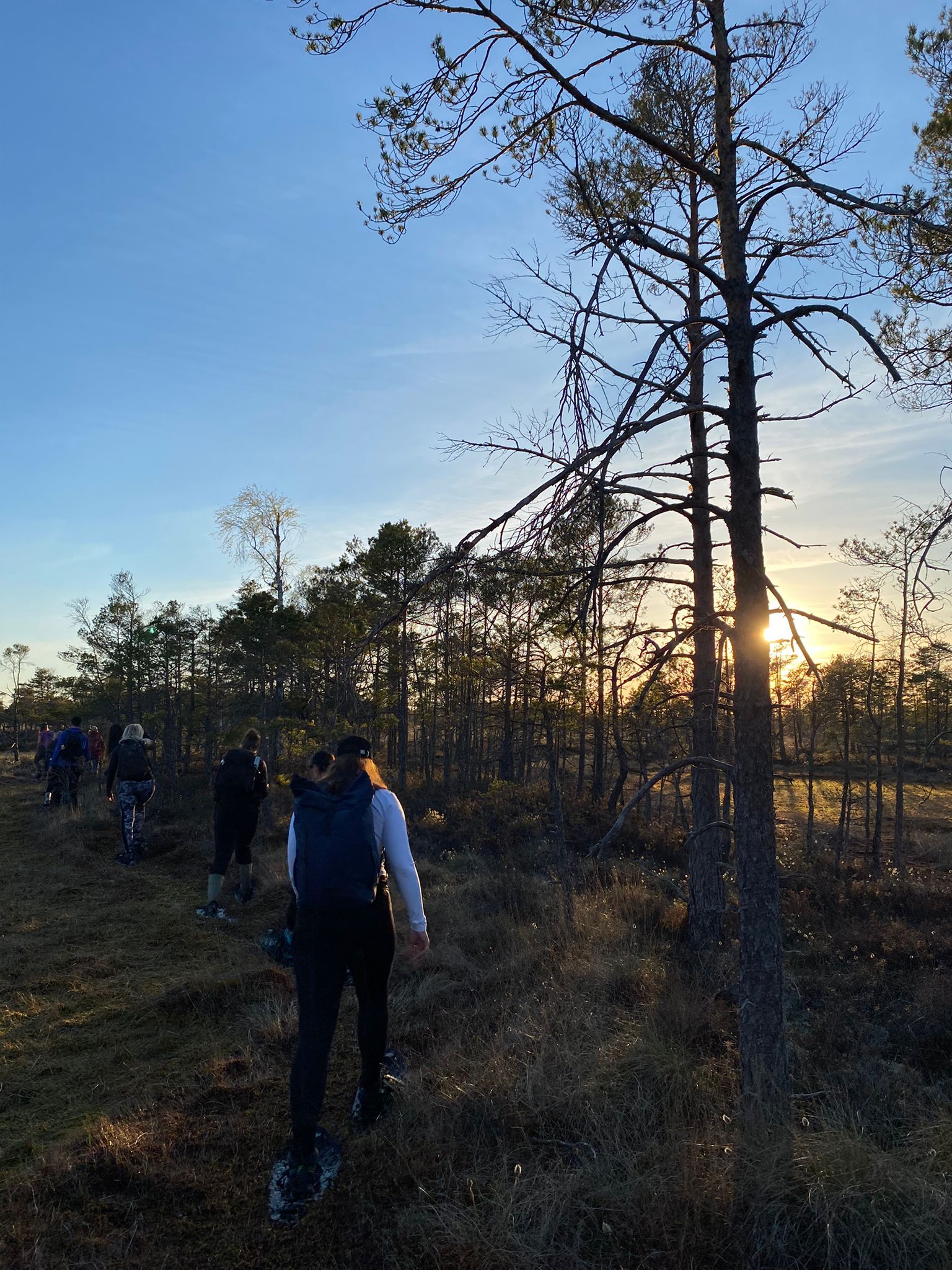 Bog Shoe Pine Trail Sunset in Ķemeri