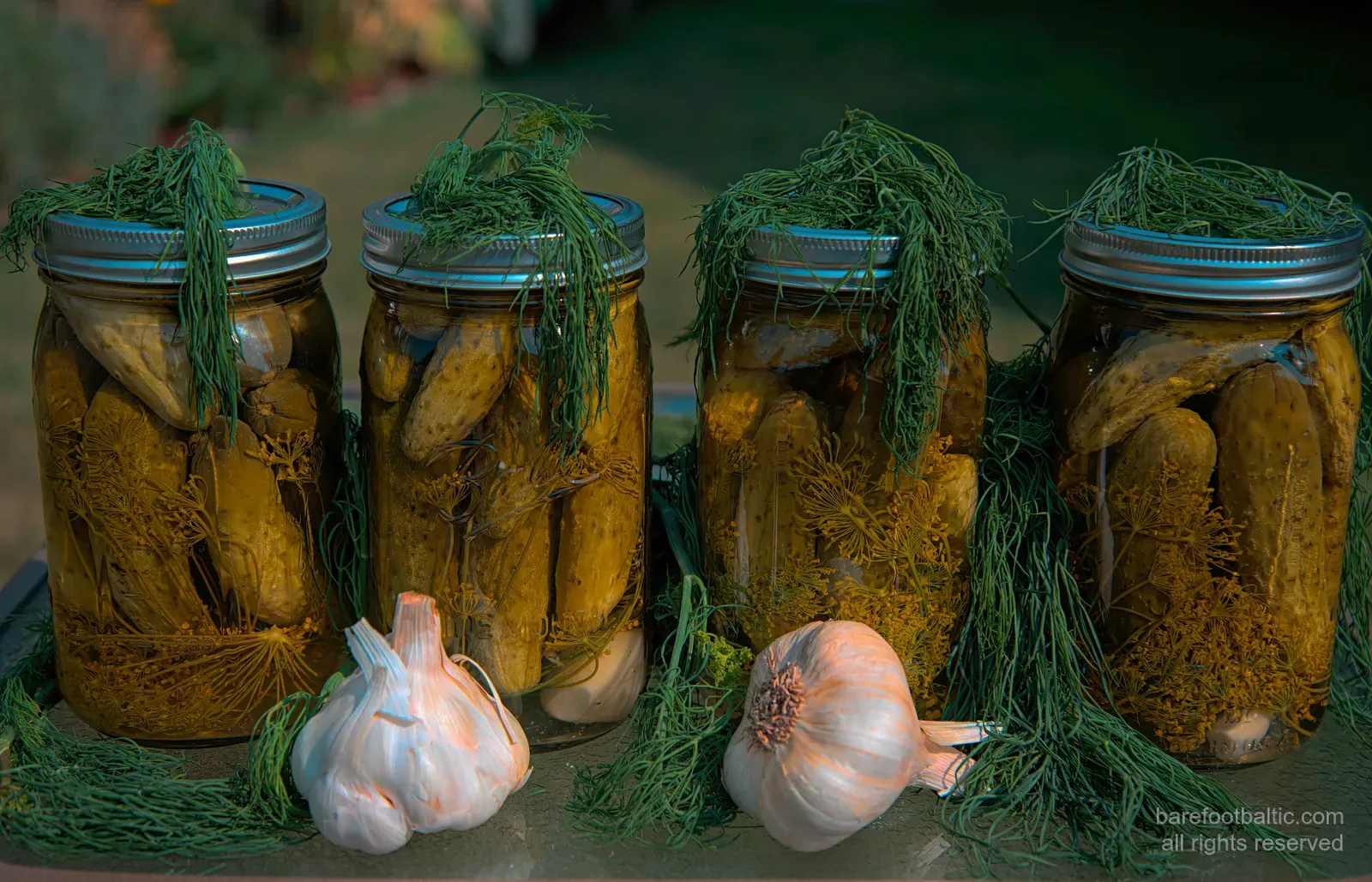 Four glass jars of dill-pickled cucumbers with fresh dill and garlic