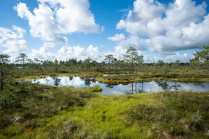 Estonia Bog Landscape Reflection